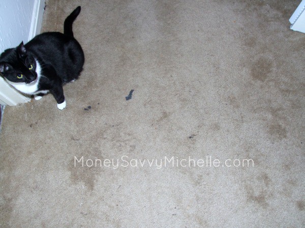 BISSELL CleanView Vacuum Review BISSELL CleanView Vacuum Review