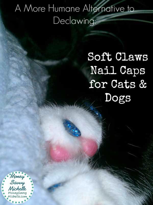 Soft Claws Review: A More Humane Alternative to Declawing Soft Claws Review: A More Humane Alternative to Declawing