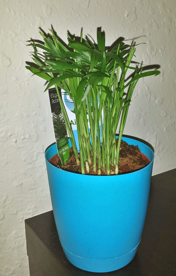 How I'm Making Our Air Cleaner During National Indoor Plant Week