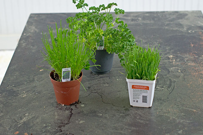 What Else Do You Grow When You Garden? | SmartSavvyLiving.com