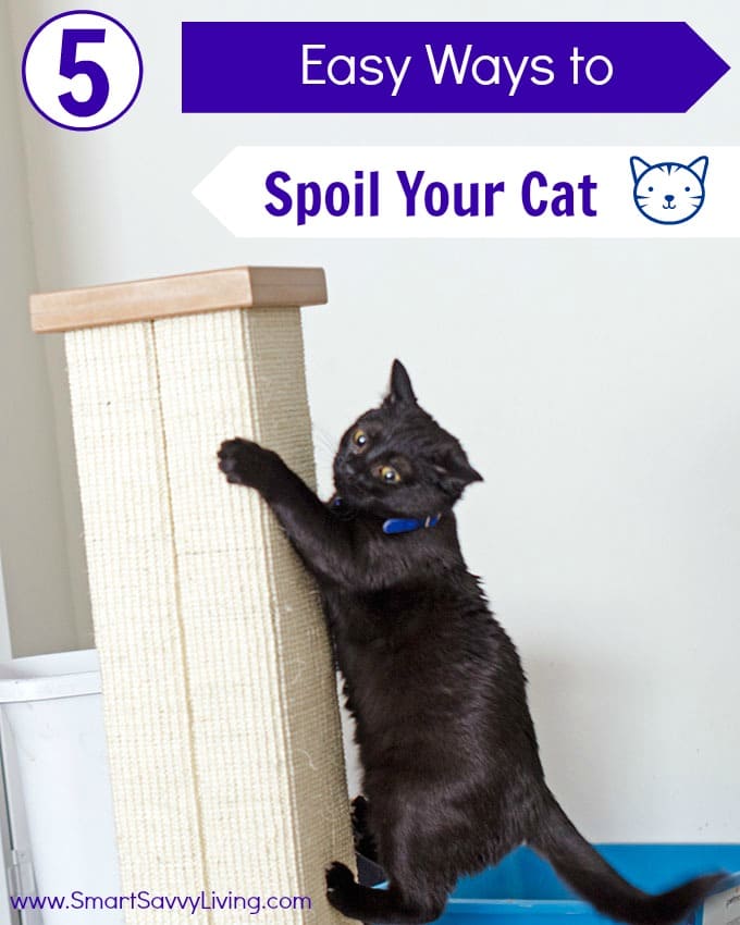 5 Easy Ways to Spoil Your Cat