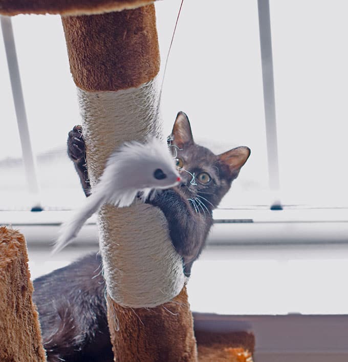 pip-on-cat-tree