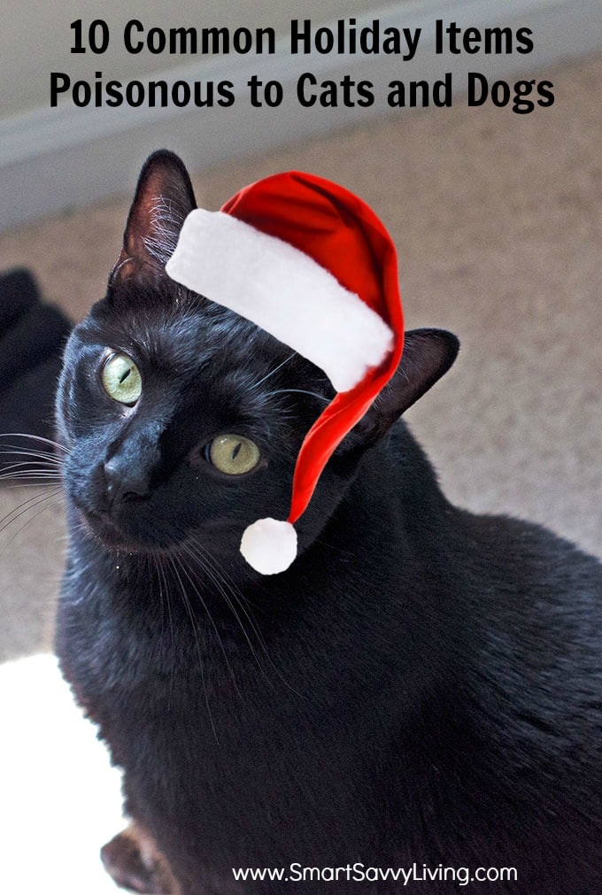 10 Common Holiday Items Poisonous to Cats and Dogs b