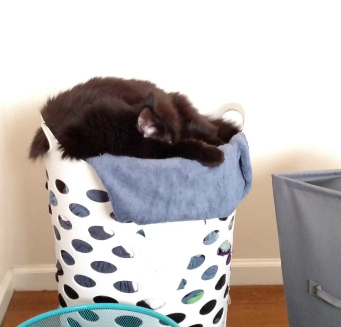 Cat Using Laundry as a Bed