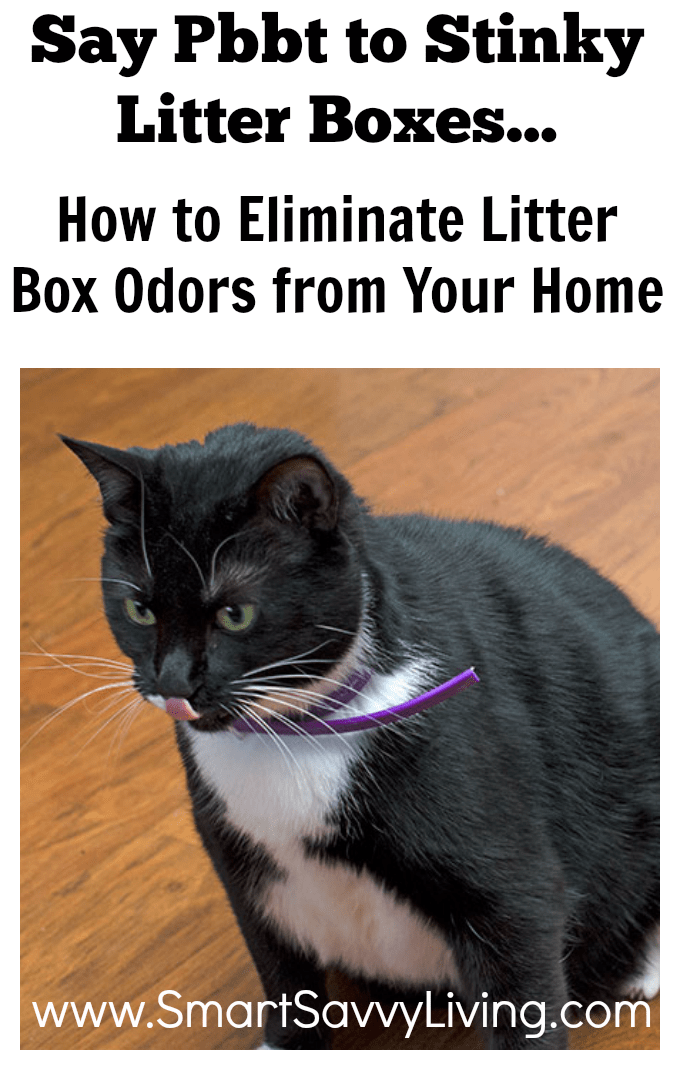 How to Eliminate Litter Box Odors from Your Home