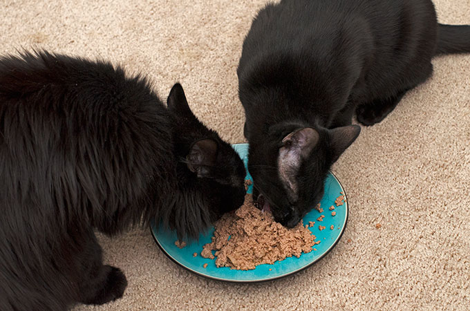 If your cats love seafood wet food as much as ours, you'll definitely need these tips for How to Eliminate Litter Box Odors from Your Home!