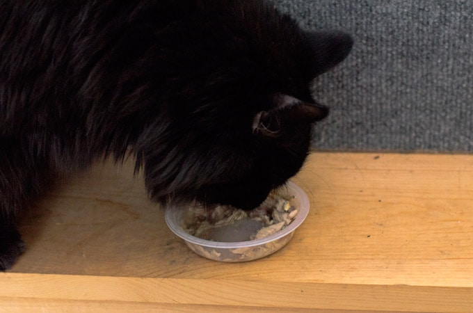 6-Ways-Cats-Enrich-Our-Lives---chewie-eating