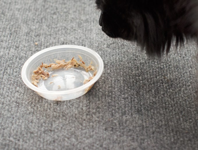 6-Ways-Cats-Enrich-Our-Lives---empty-bowl