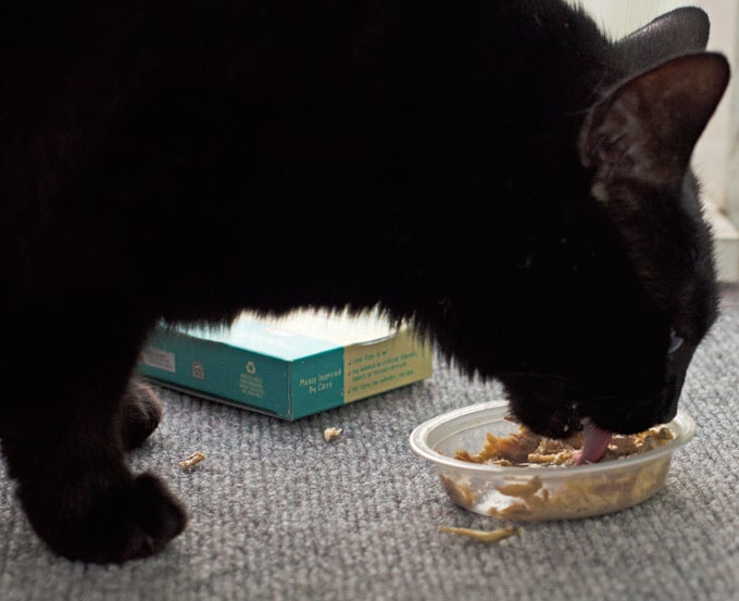 6-Ways-Cats-Enrich-Our-Lives---toby-eating
