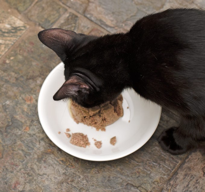 6 Reasons We Feed Our Cats Muse Cat Food